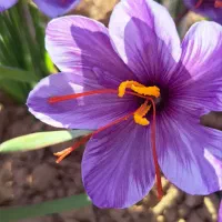 گل زعفران روز عیار بالا