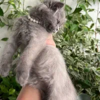 توله بریتیش لانگ هیر