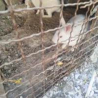 خرگوش نر بالغ .۱۲۰|موش و خرگوش|جلین, |دیوار