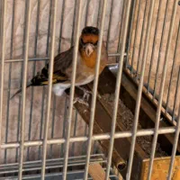 سهره قناری دهن سهره|پرنده|ری, سیزده آبان|دیوار