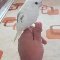 عروس هلندی دستی|پرنده|بجنورد, |دیوار