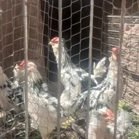 فروش ۶ عدد خروس گلین پنج ماهه