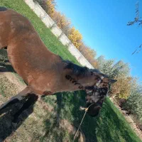 کره دوساله ترکمن|اسب و تجهیزات اسبسواری|شاهرود, |دیوار