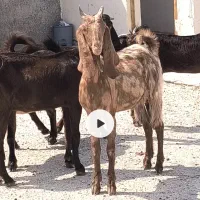 بز دورگ آبستن