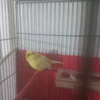 یک عدد قناری ماده سرحال وآماده به قیمت یک میلیون