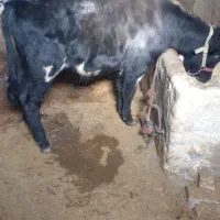 گوساله نر|حیوانات مزرعه|بروجرد, |دیوار