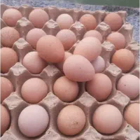 تخم مرغ محلی و مرغ شاخدار