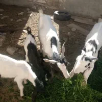 بز و کهره|حیوانات مزرعه|خاش, |دیوار