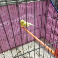 قناری لیمویی|پرنده|شیراز, سعدیه شمالی|دیوار