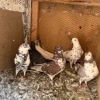۳۰تاکفترروهم دونه۱۰۰|پرنده|اردکان, |دیوار