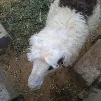 فروش بره نر نژاد شیرازی سر حال و درجه یک|حیوانات مزرعه|نیریز, |دیوار