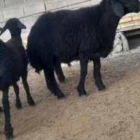 بره قوچ وقوچ قره قزل