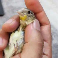سهره قناری تازه دونخور زیر دهن|پرنده|پاکدشت, شهرک انقلاب|دیوار