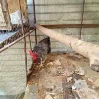 فروش مرغ وخروس محلی