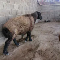 یک عدد میش ویک عدد قوچ ویک عدد پازن