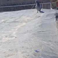 کبوتر پلاکی