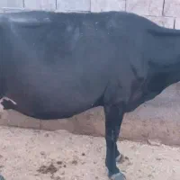 یک عدد گاو و گوساله