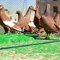 کفتر سرخ پرشی