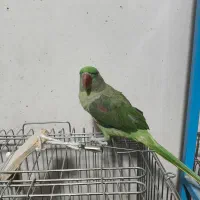 طوطی پیدا شده