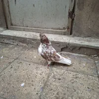نروماده گرگی کله پفکی ماده موچ پا