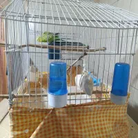 مرغ عشق با قفس و وسایل