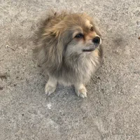 واگذاری دو عدد سگ