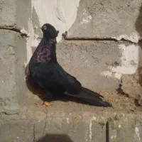 دوتا کبوتر فره دوتا سیاه|پرنده|کشاورز, |دیوار