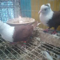 کبوتر  کلاغ ، کله سفید|پرنده|شوشتر, |دیوار