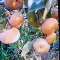 باغ خرمالو