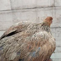 مرغ دو تا برهما و دو تا کاکلی سلطان