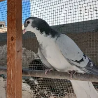 خرقه نوک سفید دم پاک