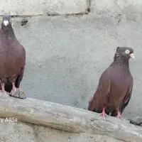 یک جفت سرب قرمز فروشی