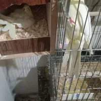 فروش عروس مرع عشق فنج.عروس هلندی باقفس و۵عددتخم