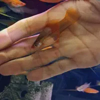 ماهی سوارتل مولد سوپر سایز آکواریوم