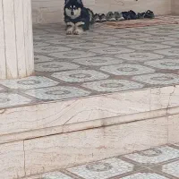 گمشده|حیوانات|یاسوج, |دیوار