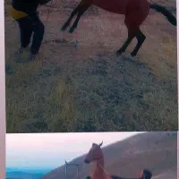بیله سوار خروسلو