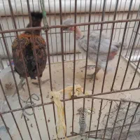 جوجه دو ماهه محلی، گلپایگانی و کوشین و برهما