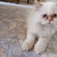 گربه گمشده|حیوانات|ارومیه, |دیوار