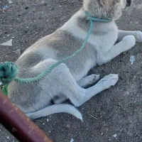 سگ سرابی