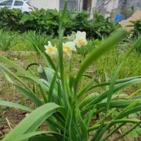 فروش ملک|فروش خانه و ویلا|چغادک, |دیوار