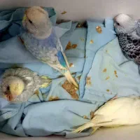 مرغ عشق سرلاکی  انگلیسی