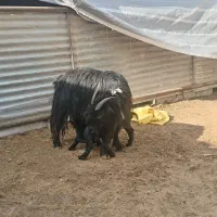 میش و بز بره|حیوانات مزرعه|تیران, |دیوار