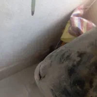 باک سمند ef7|قطعات یدکی و لوازم جانبی|مشهد, ملکآباد|دیوار