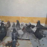 پرنده کبوتر|پرنده|سراوان, |دیوار