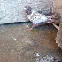 کبوتر|پرنده|لردگان, |دیوار