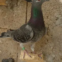 کفتر ۳۰۰ تومان
