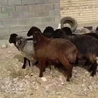 تقلی کرروکورردرجه یک
