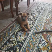 سگ پامرآشپتیز