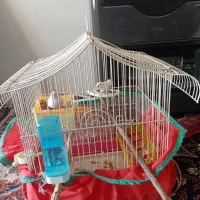 فنچ بنگالی.سهره ماده|پرنده|کرمانشاه, |دیوار