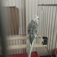 عروس هلندی نر|پرنده|پاکدشت, پاکدشت (مامازند)|دیوار